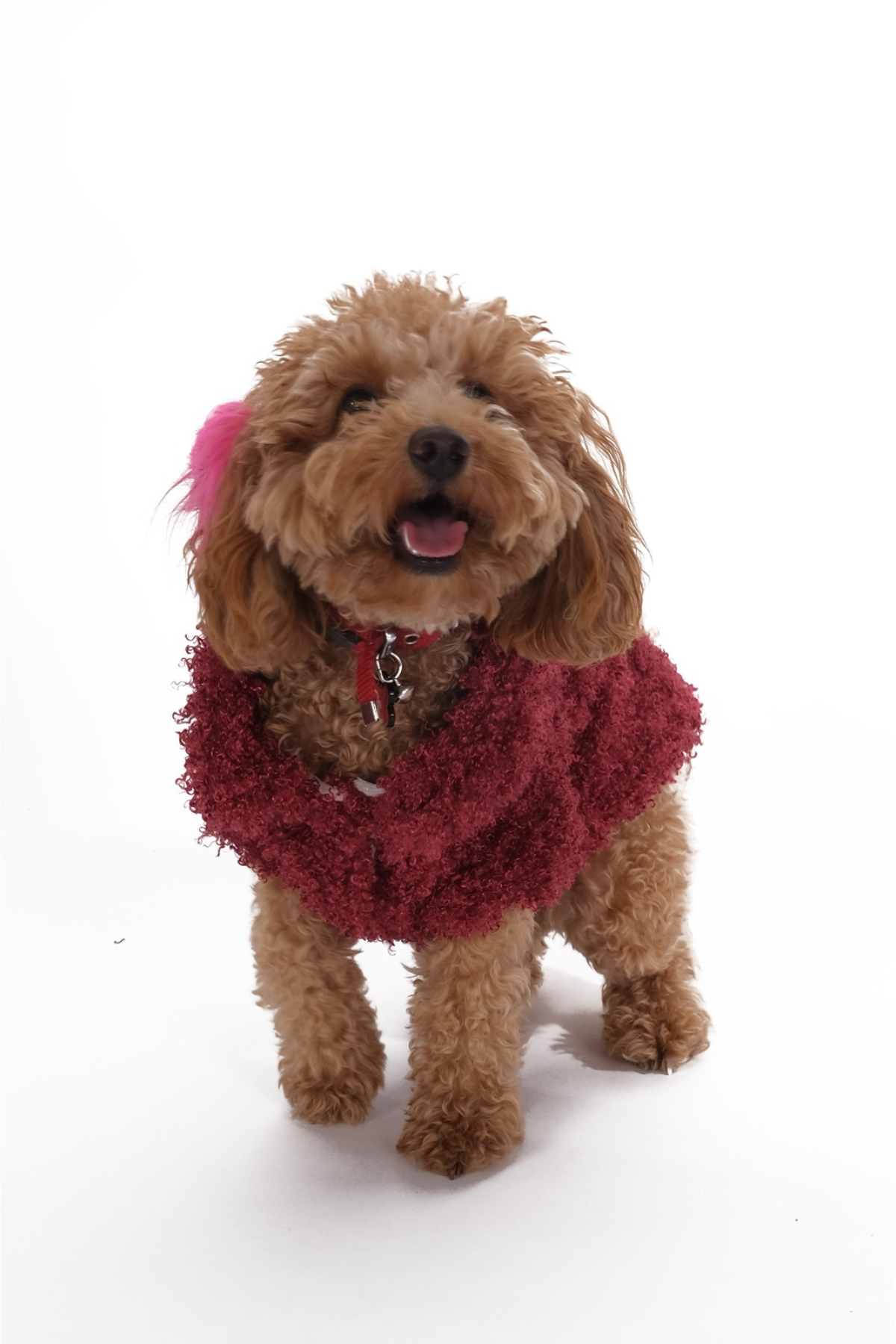 Doredog Kıvırcık Peluş Bordo Mont