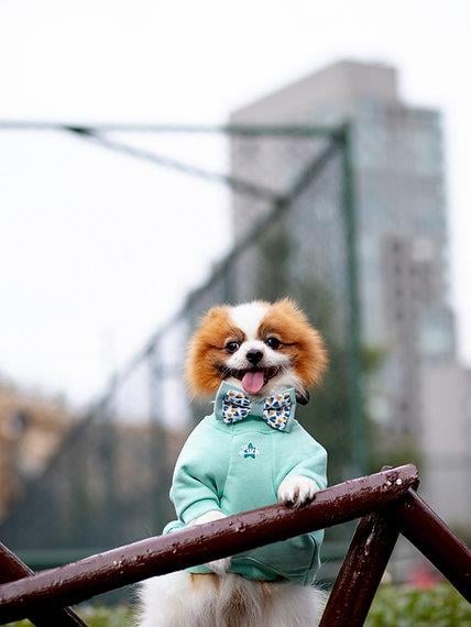 Asky&Erd Bow Tie Mint Köpek Papyon