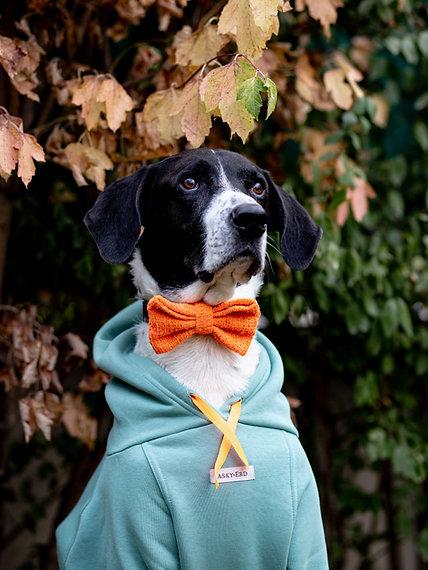 Asky&Erd Bow Tie Orange Köpek Papyon