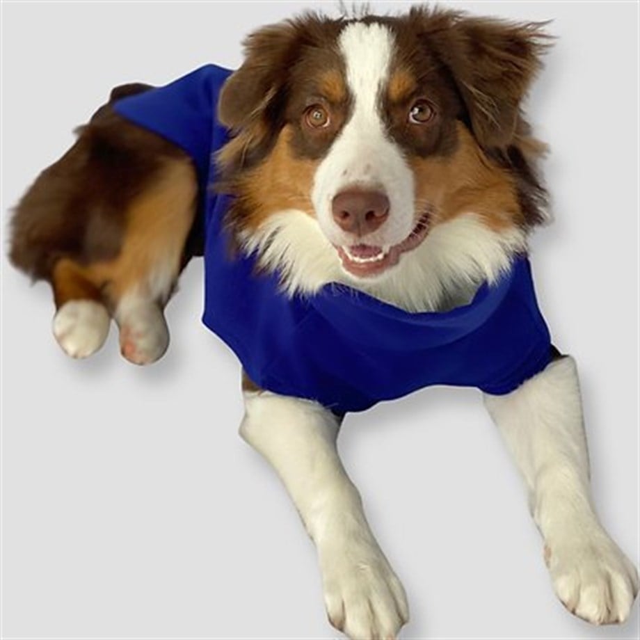 Asky&Erd Cachet Vest Azure Blue Köpek Hoodie