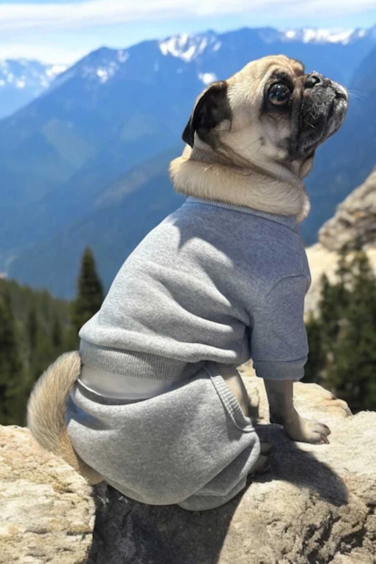 ZiggyDog Açık Gri Eşofman Takımı