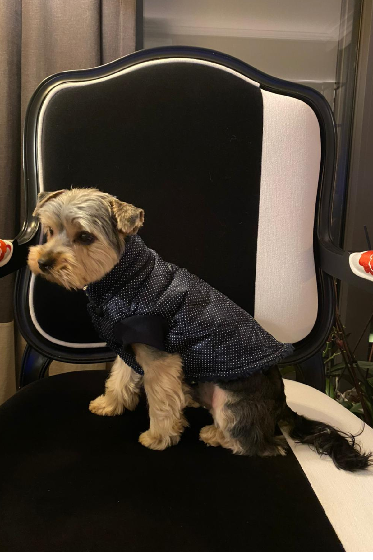 My Petit Paw Lacivert Puantiyeli Mont  