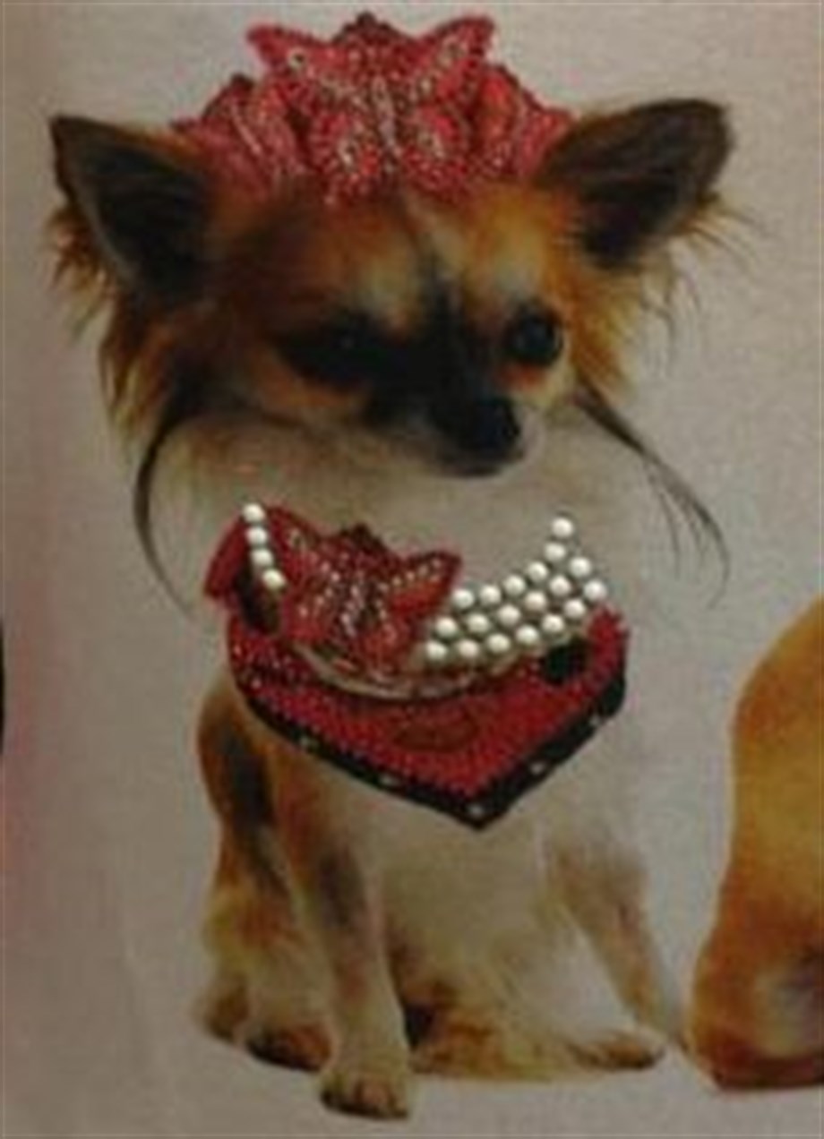 Dog&Dolls Sweatshirt Felpina Uzun Tüylü Chihuahua Small