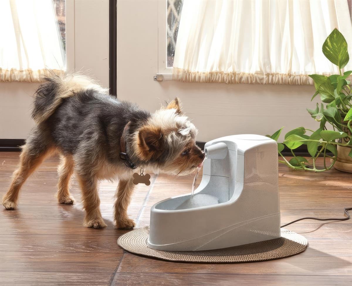 Petsafe drinkwell mini pet clearance fountain