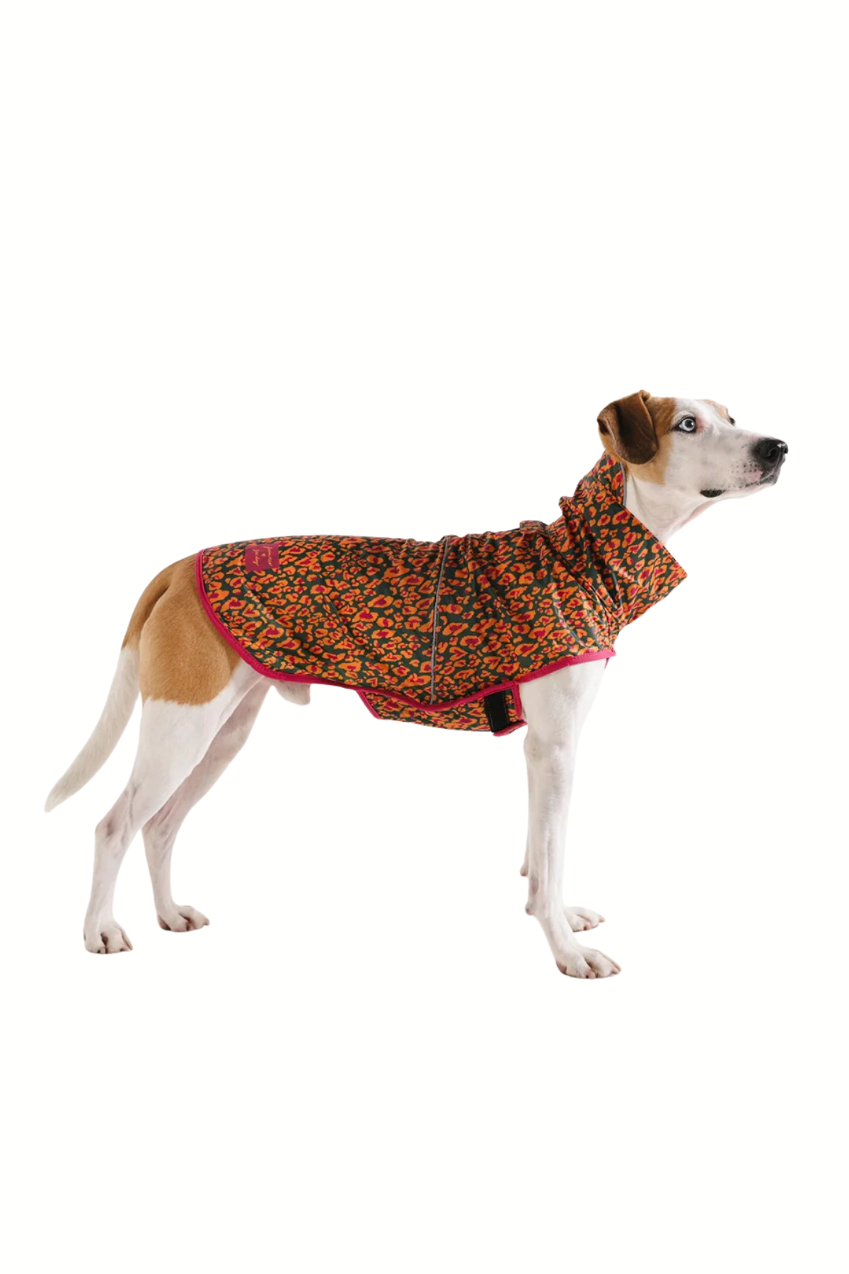 Zee.Dog Raincoat Selva - Köpek Yağmurluğu - FARM Rio