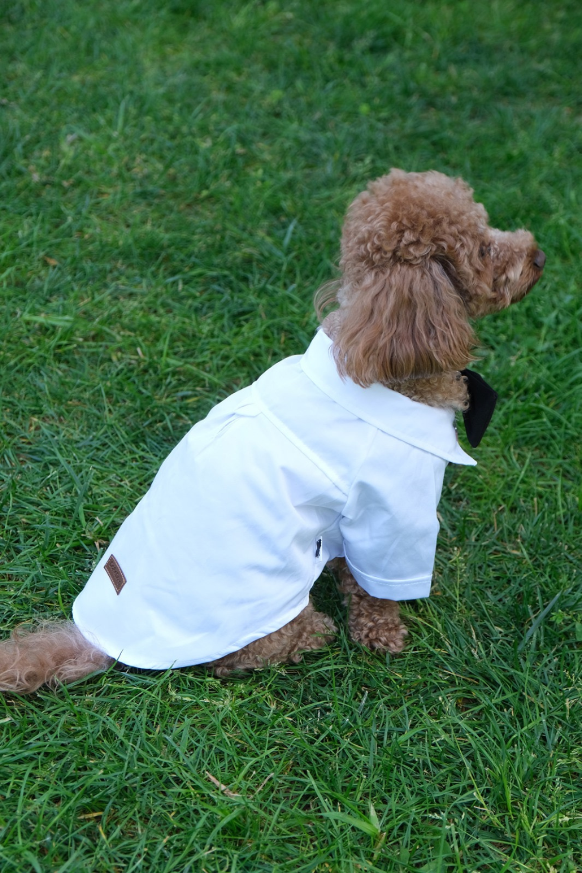 Doredog Beyaz Gömlek Damatlık Takım 