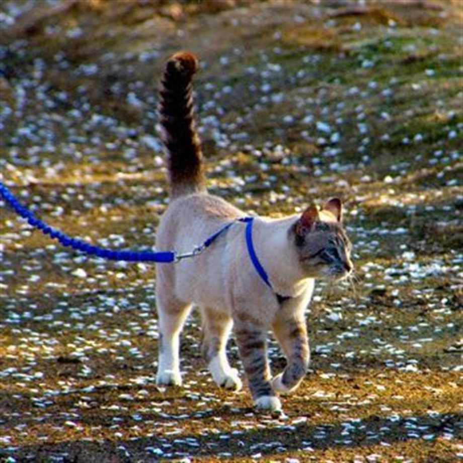 Easy Walk Cat Harness Kedi Gezinti Tasması Mavi Kedi Tasmaları