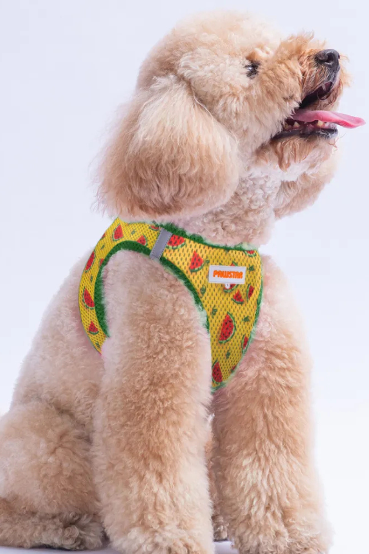 PawStar Watermelon Köpek Göğüs Tasması Sarı