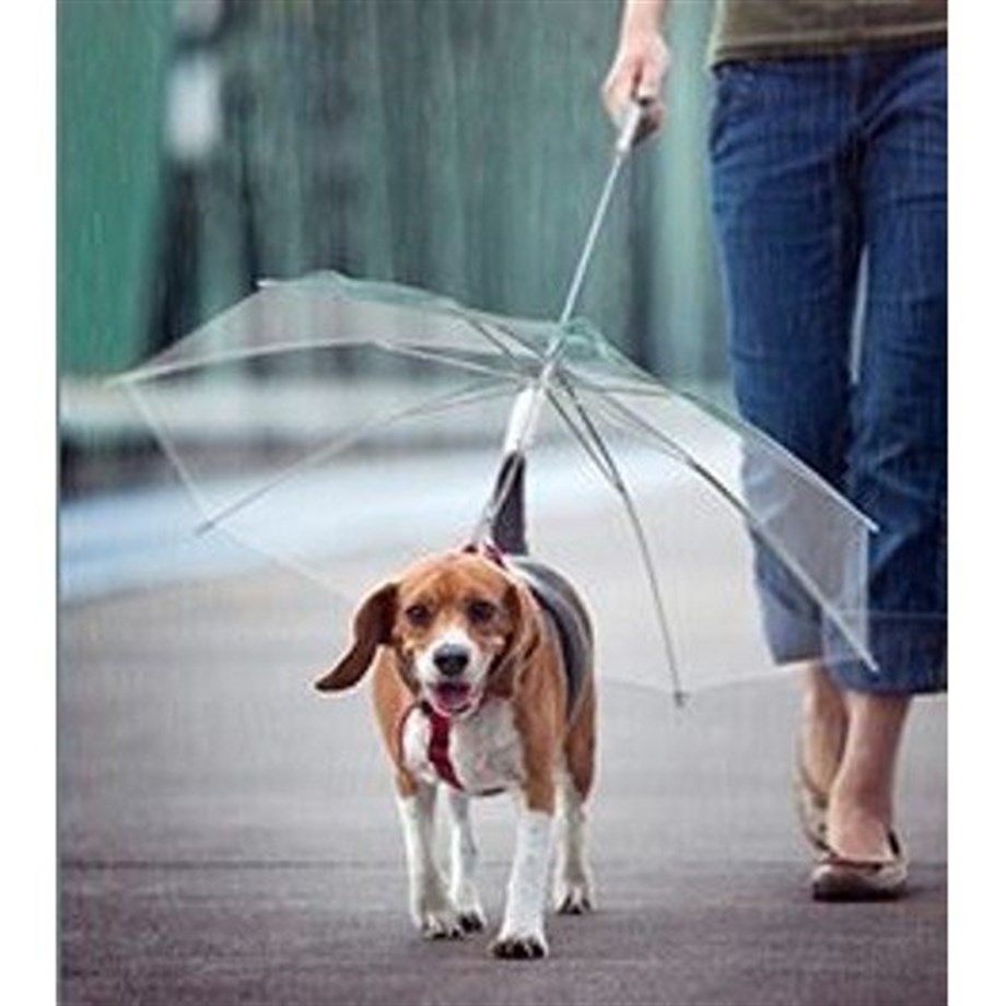 Küçük Köpekler için Şeffaf Şemsiye Tasma - Köpek Aksesuarları