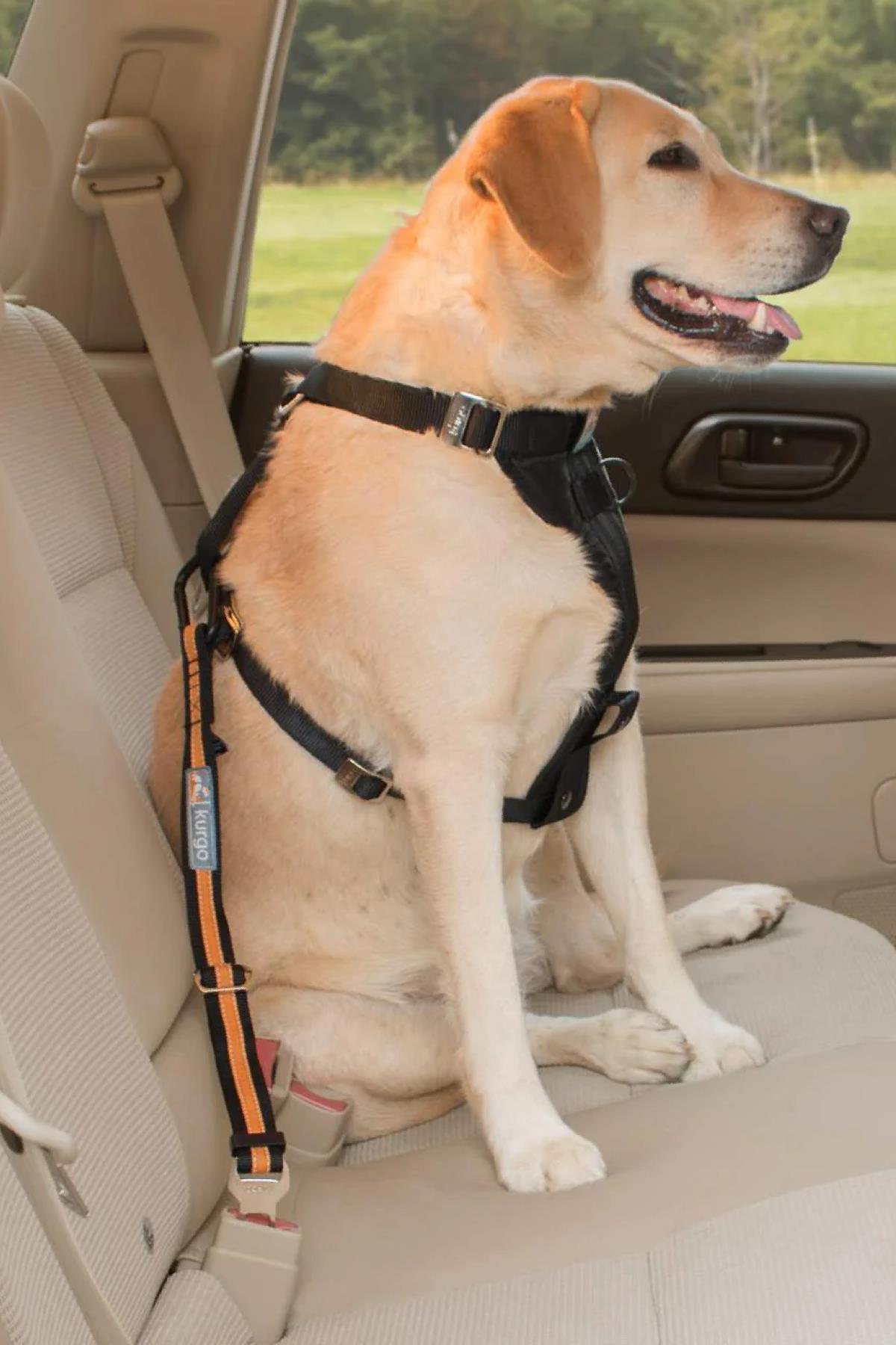 Kurgo direct to seat belt emn yet kemer siyah kavuni i k pek seyahat
