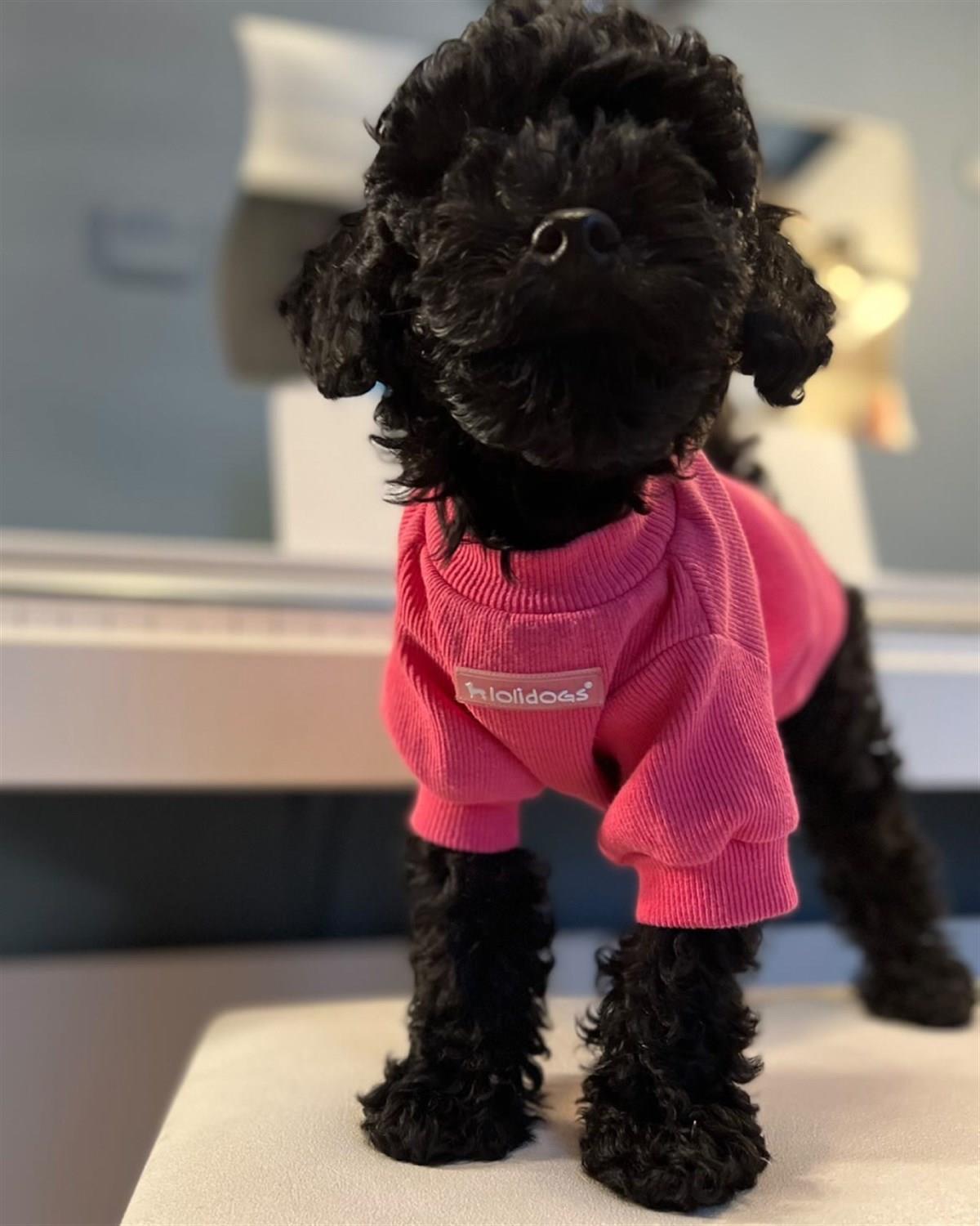 Lolidogs Basics - Kaşkorse Köpek Sweatshirtü Fuşya Magenta