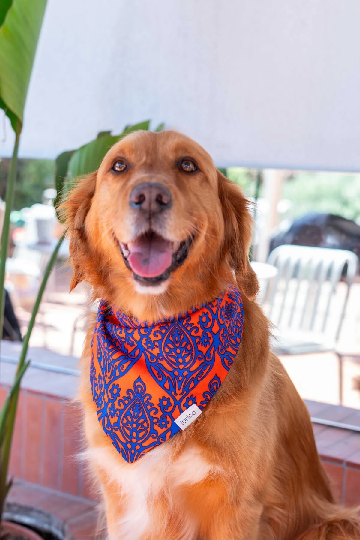 Lorico Köpek Çıtçıtlı Desenli Fular/Bandana Turuncu 