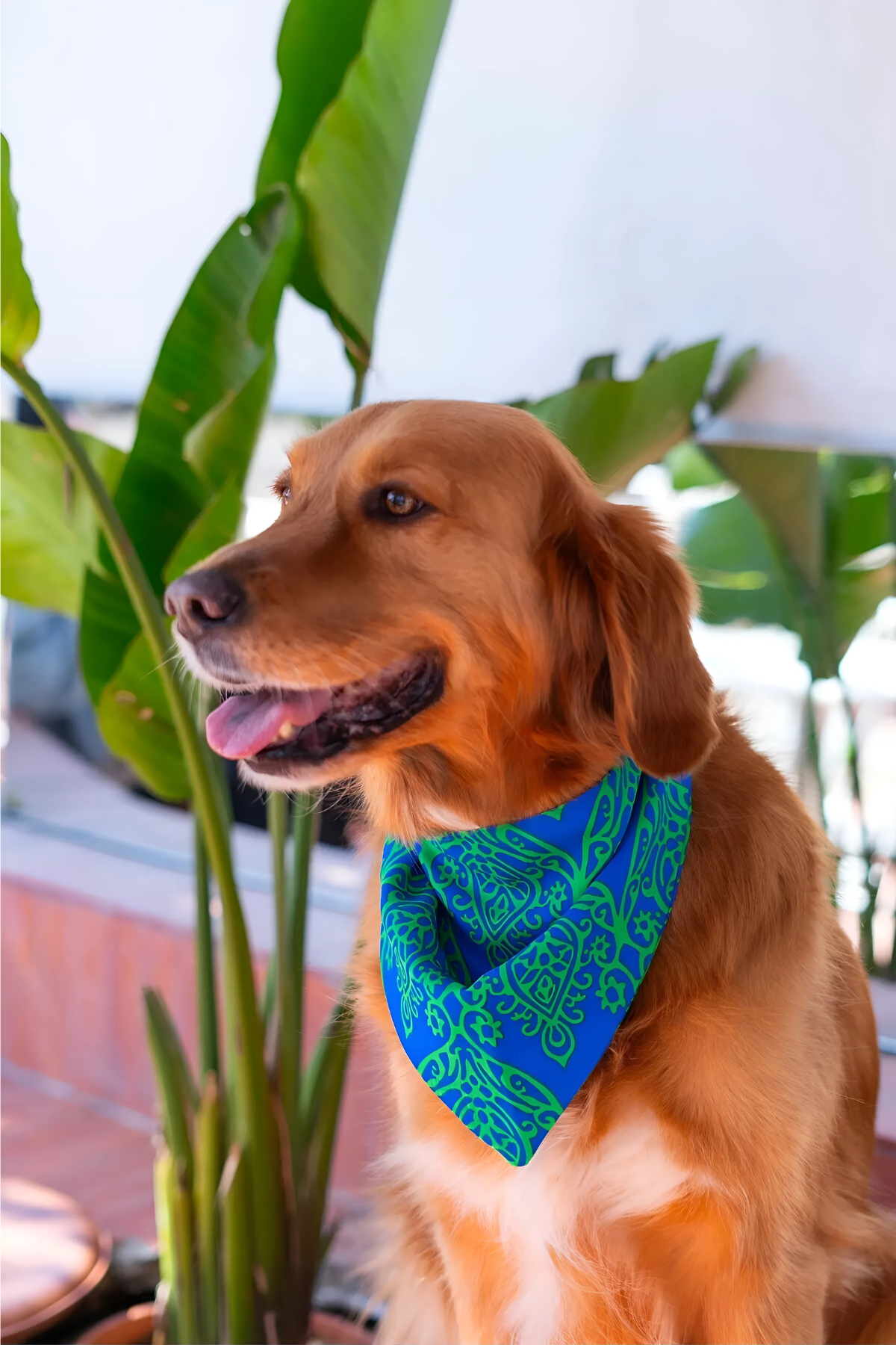Lorico Köpek Çıtçıtlı Desenli Fular/Bandana Lacivert