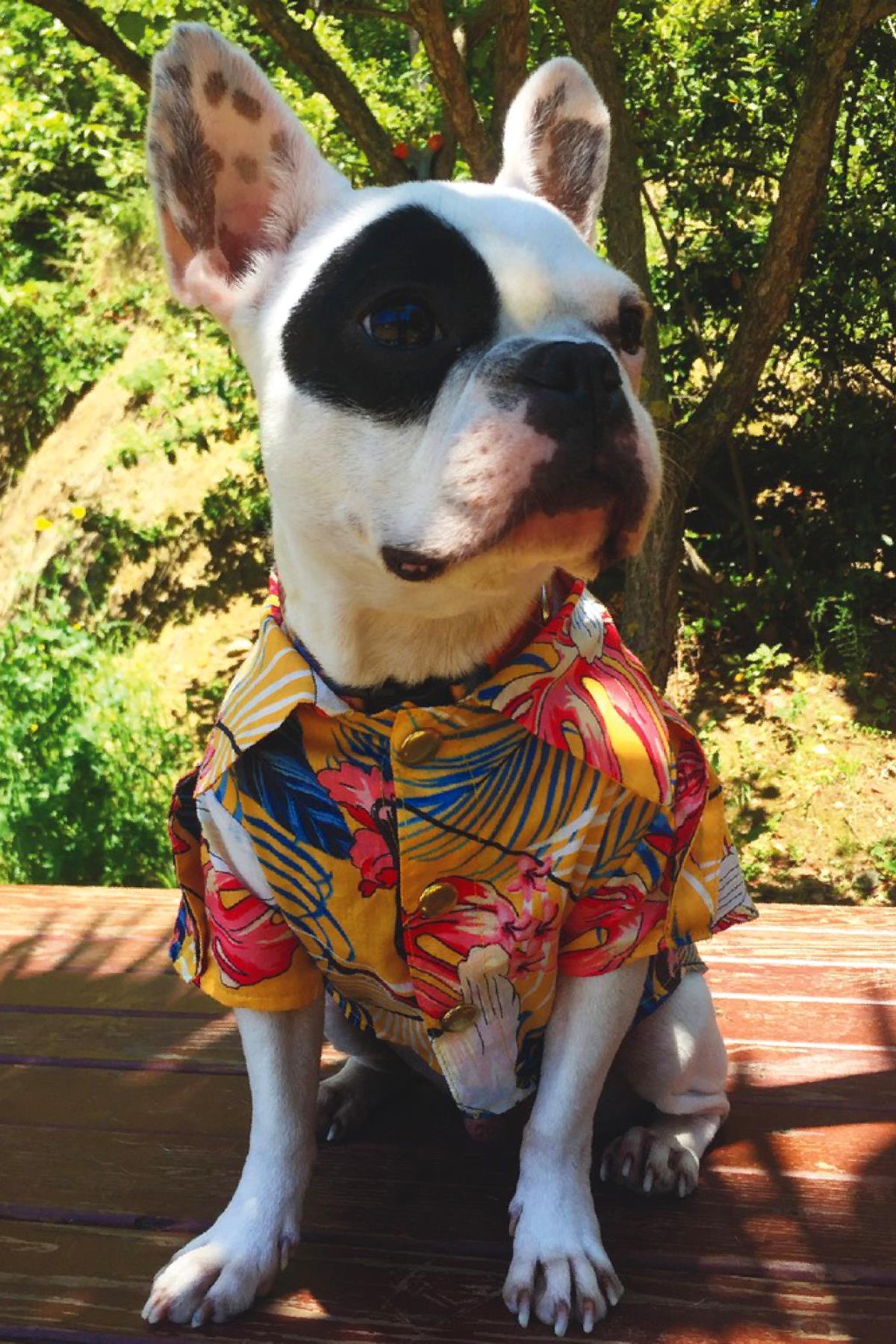 lulu-the-urban-the-hawaiian-kopek-tiso-9cda-f.jpg