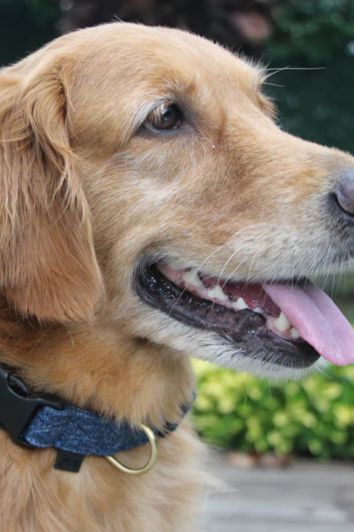 Mars and Mocha Ayarlanabilir Kot Köpek Boyun Tasması - Koyu Mavi - S