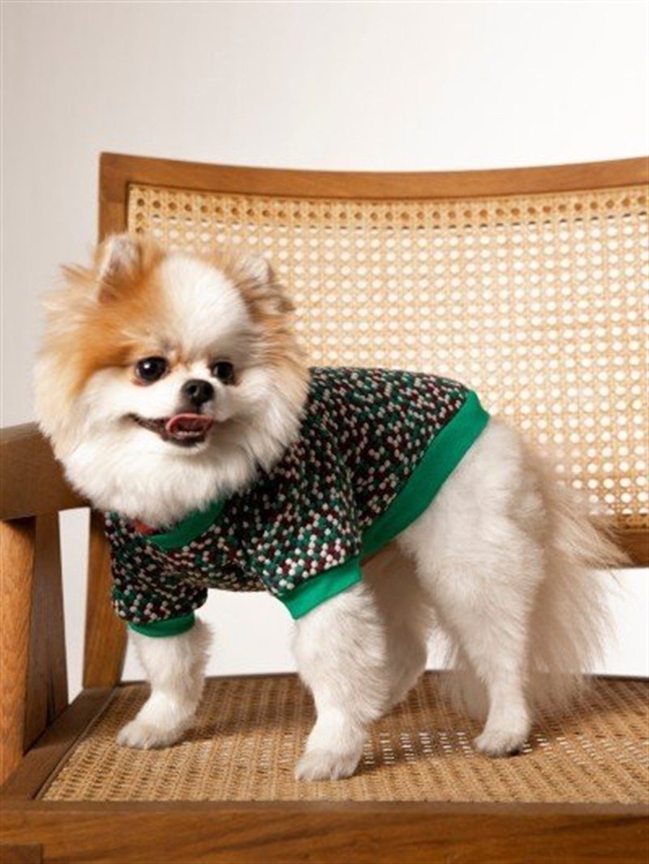 Moi and Ellie Cooper Köpek Sweatshirt