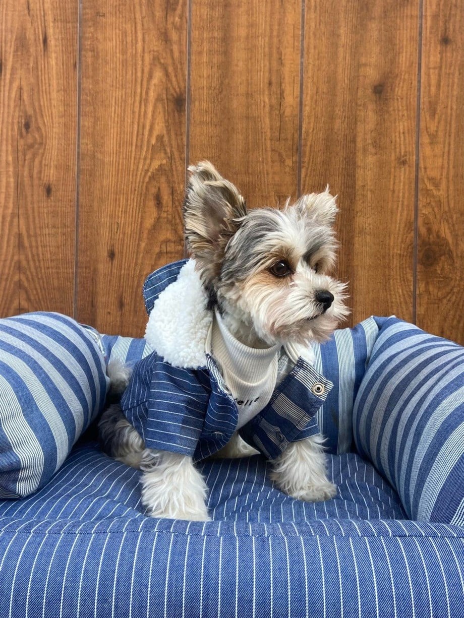 Moi and Ellie Max Denim Raincoat Köpek Yağmurluk