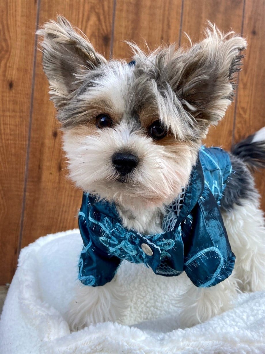 Moi and Ellie Sandra Raincoat Köpek Yağmurluk