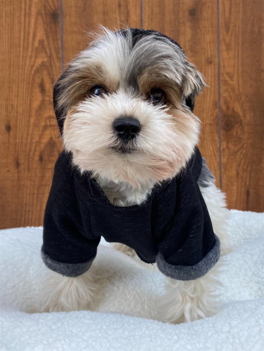 Moi and Ellie Will Hoodie sweatshirt