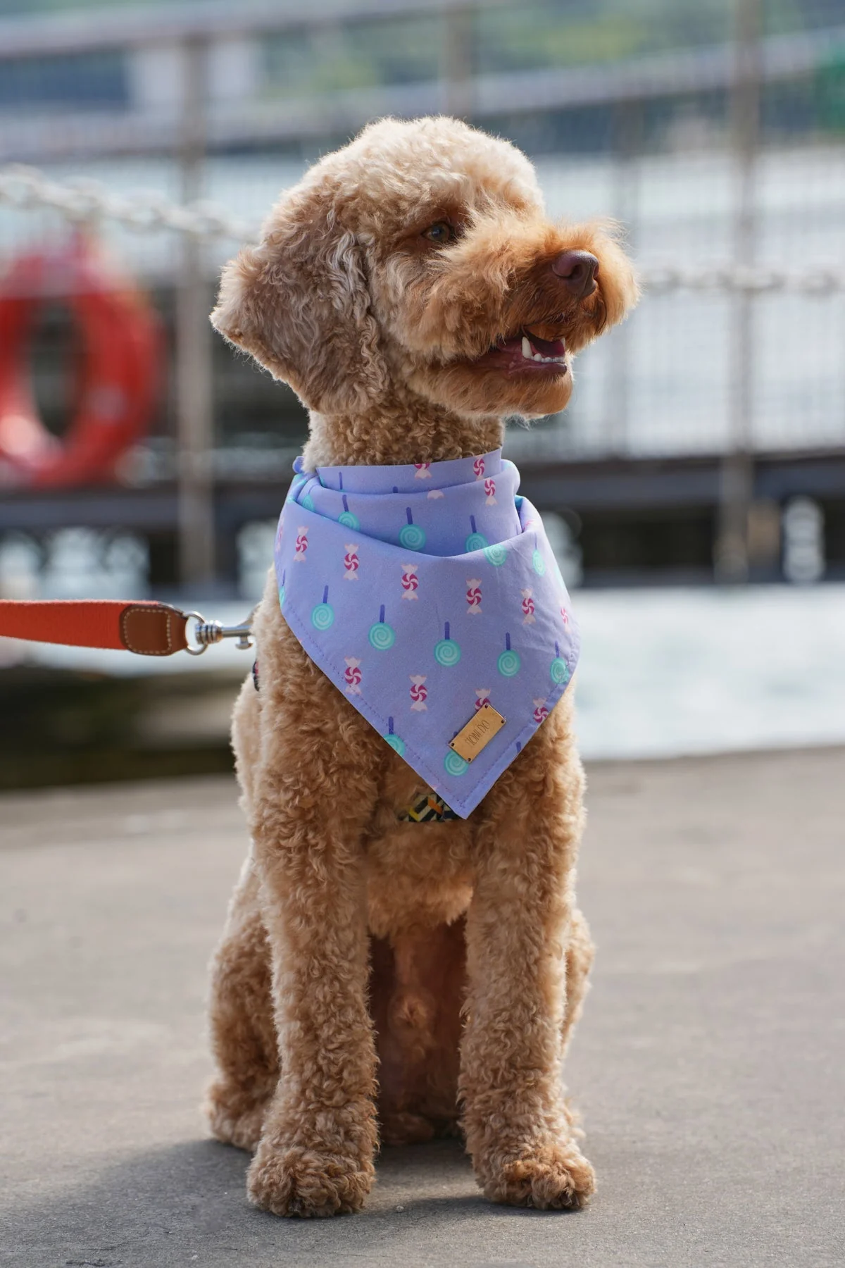 Monido Şeker Desenli Köpek Bandana