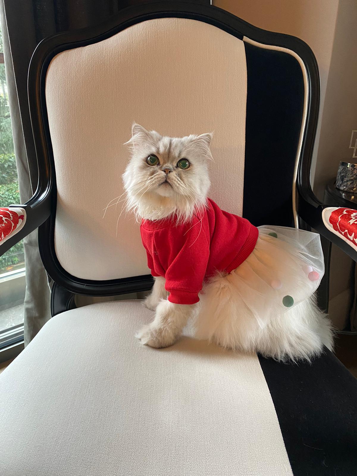 My Petit Paw Hoodie Elbise - Candy Crush Kırmızı