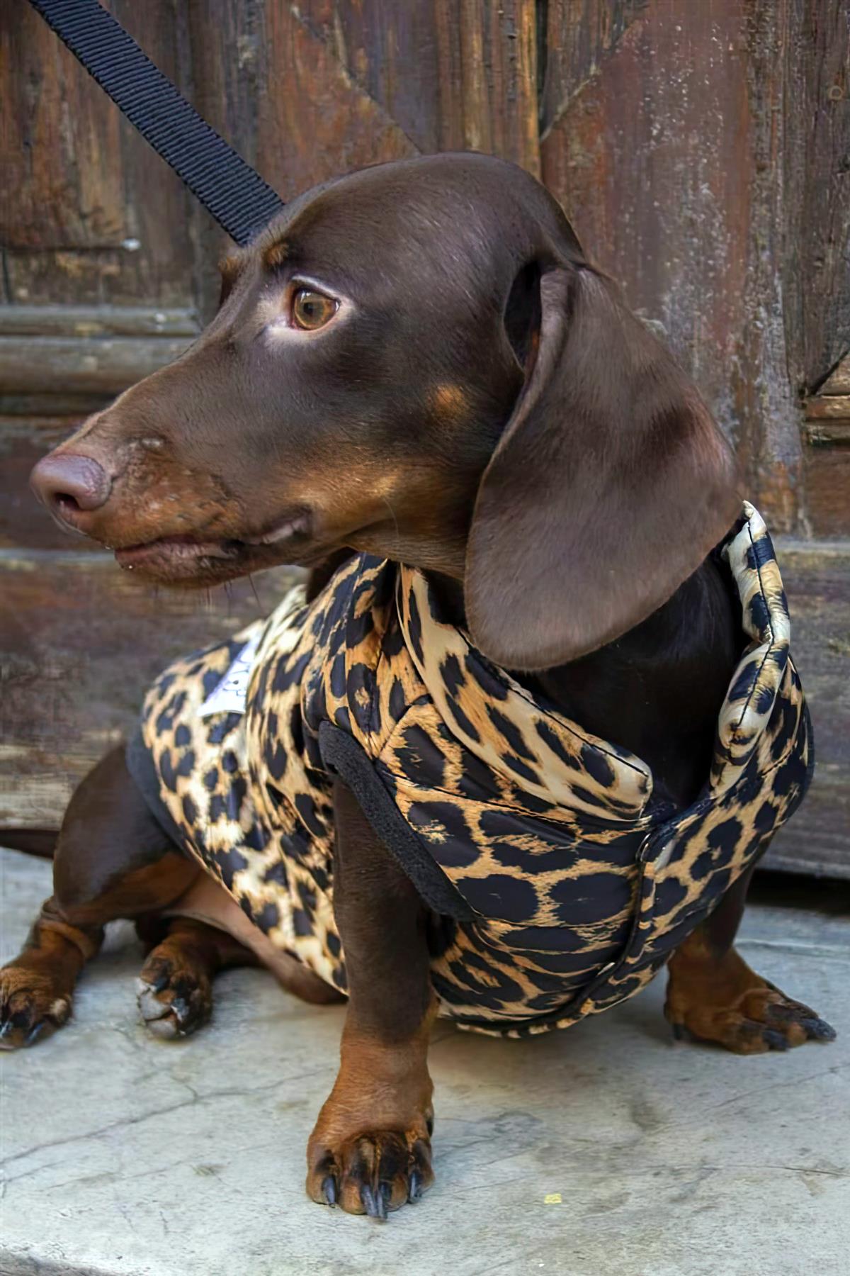 oli-and-lui-leopard-kopek-montu-22bcc-.jpg