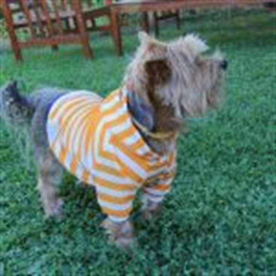 Oli and Lui Stripy Köpek Swetshirt