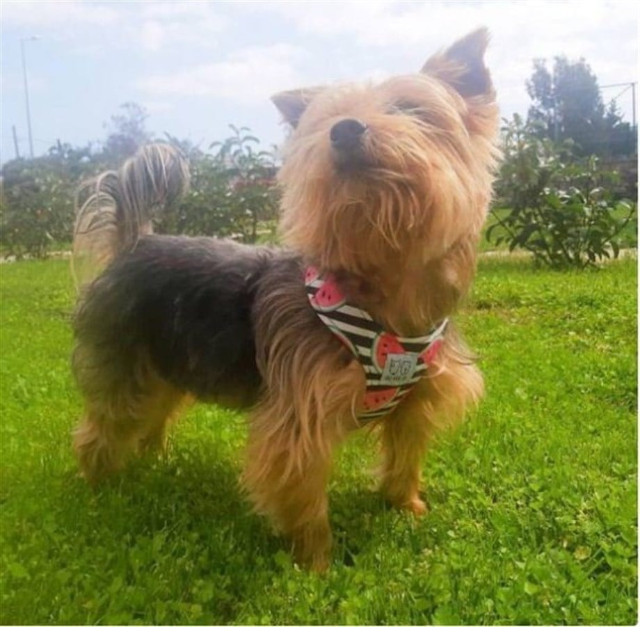 Oli and Lui Watermelon Köpek Göğüs Tasması