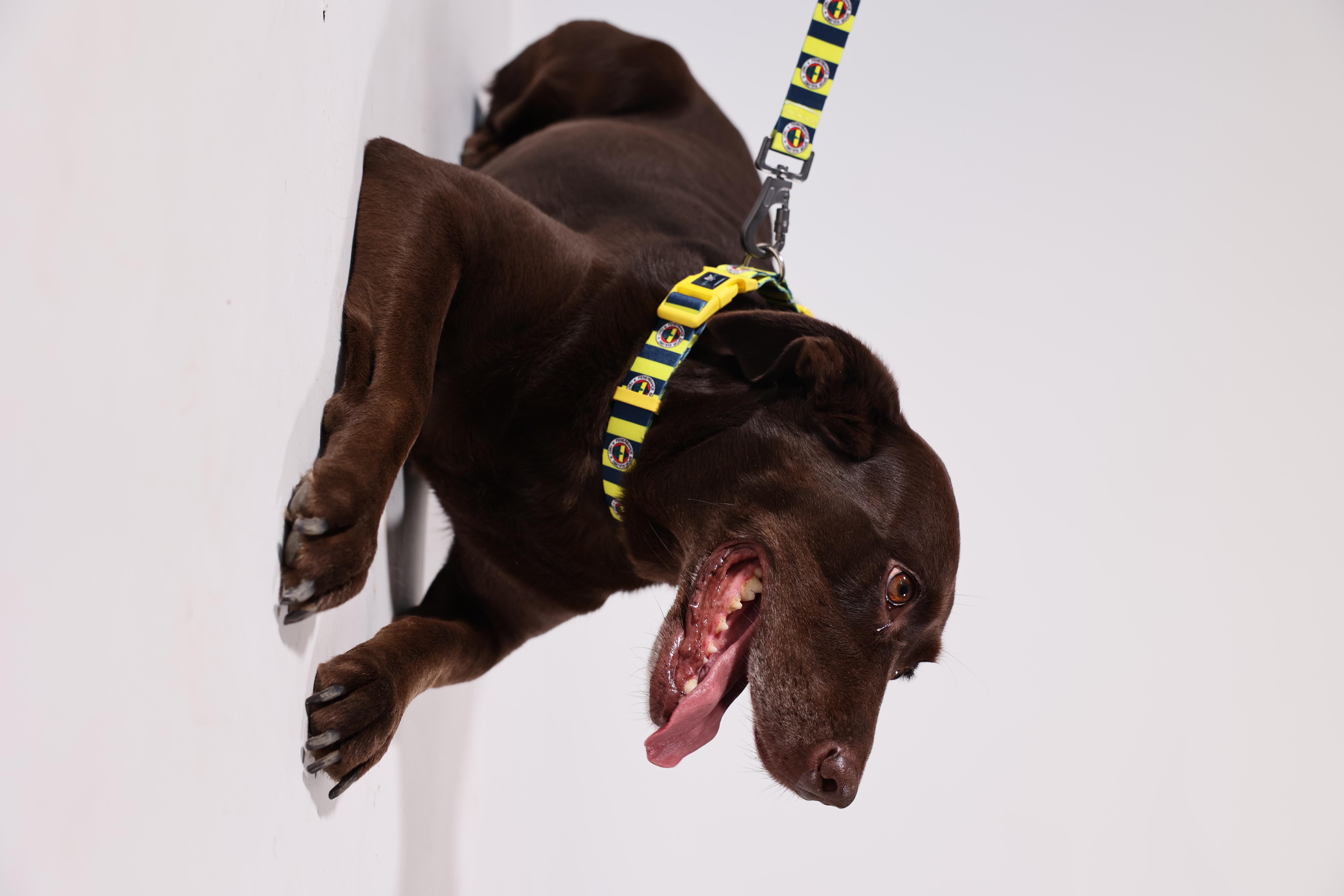 Pawlook  Fenerbahçe Lisanslı Köpek Boyun Tasması, Çubuklu Boyun Tasması