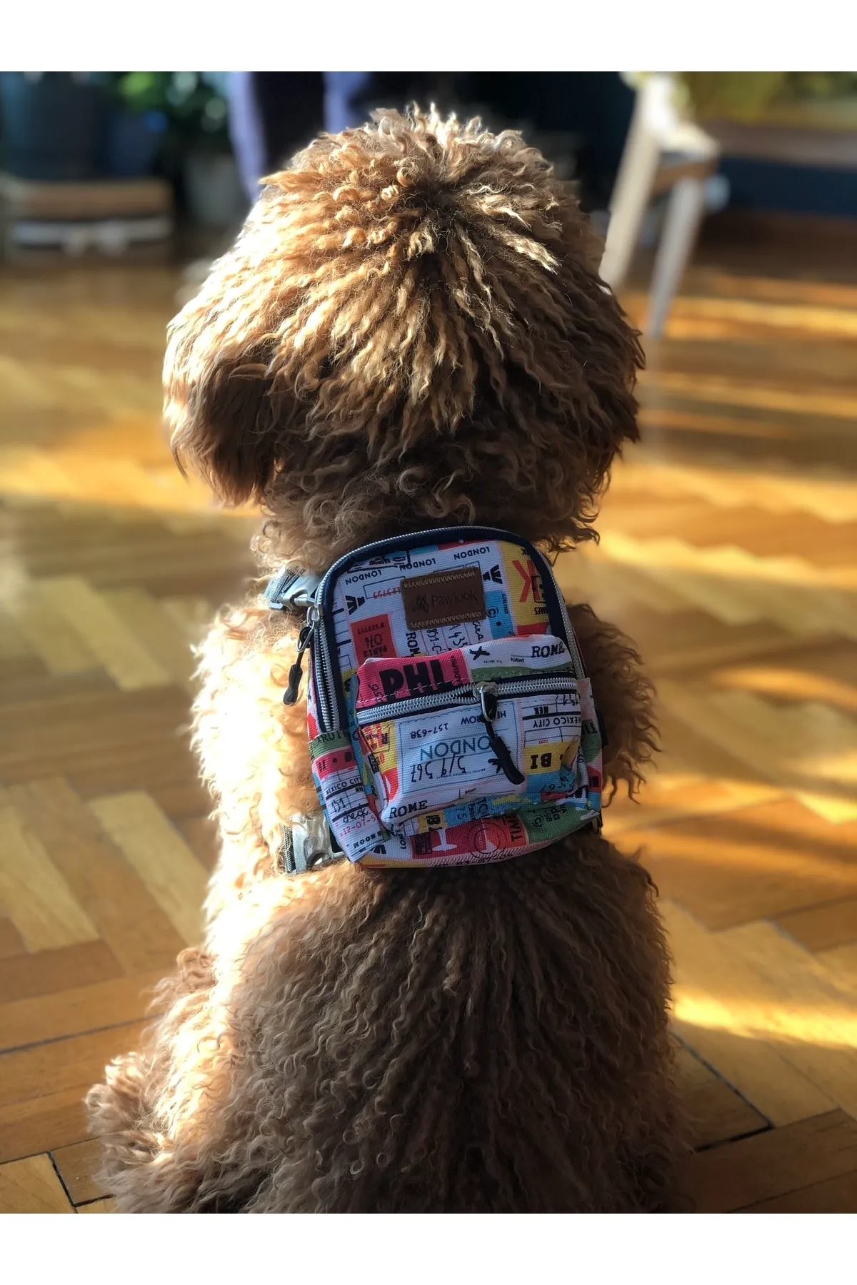 PAWLOOK Köpek Tasması Sırt Çantası Traveller