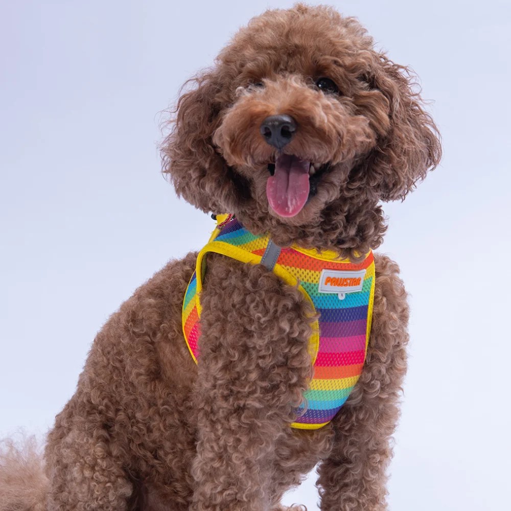 PawStar  Airmesh Rainbow Göğüs Tasması