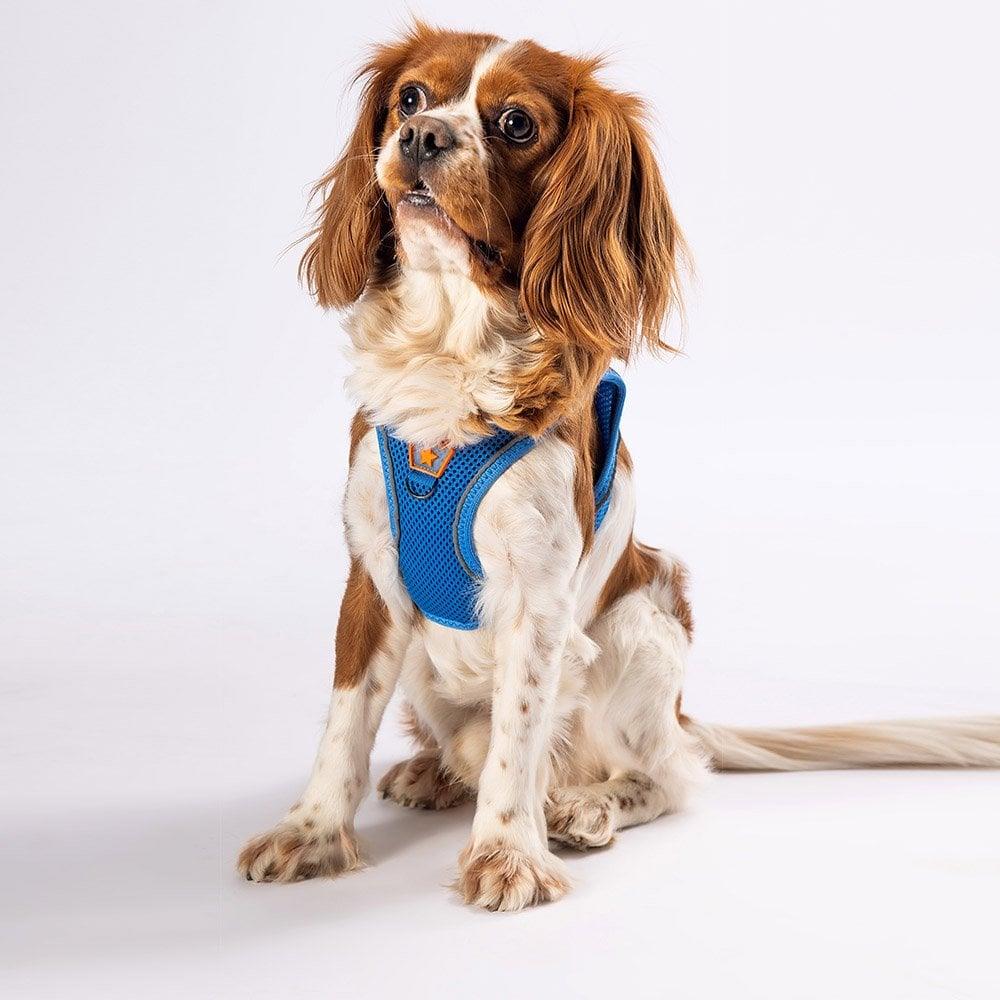 PawStar  Royal Blue Airmesh Köpek Göğüs Tasması