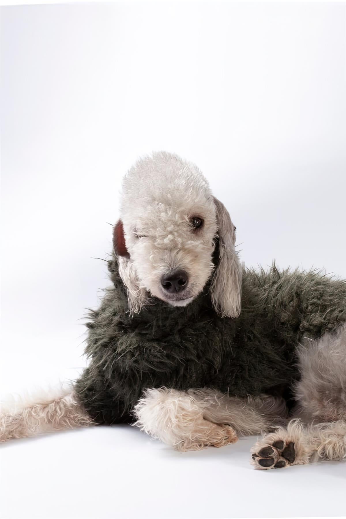 St. Pia Fluffy Jumper Dog Swear Olive