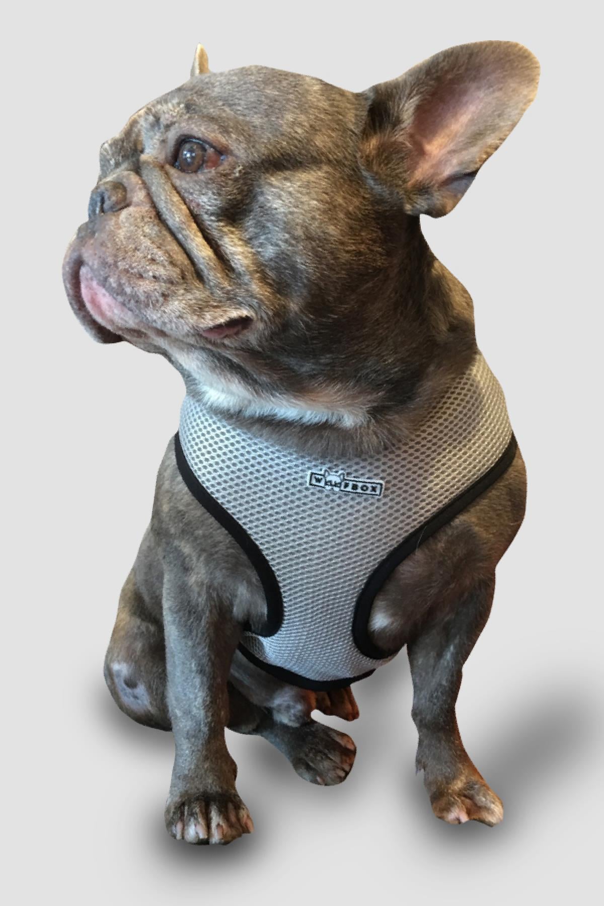 Wuufbox Gray Dog ​​Breast Collar