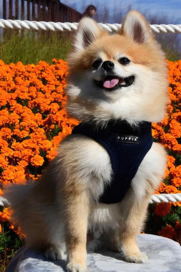 Puppia Soft Vest Köpek Yelek Tasma Navy - Göğüs Tasmaları