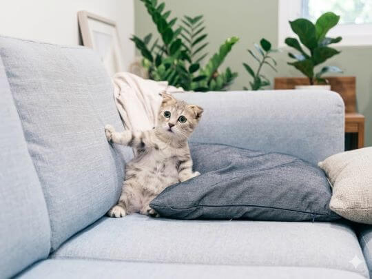 Evcil Hayvan Sahipleri İçin Mobilya Koruma Tüyoları