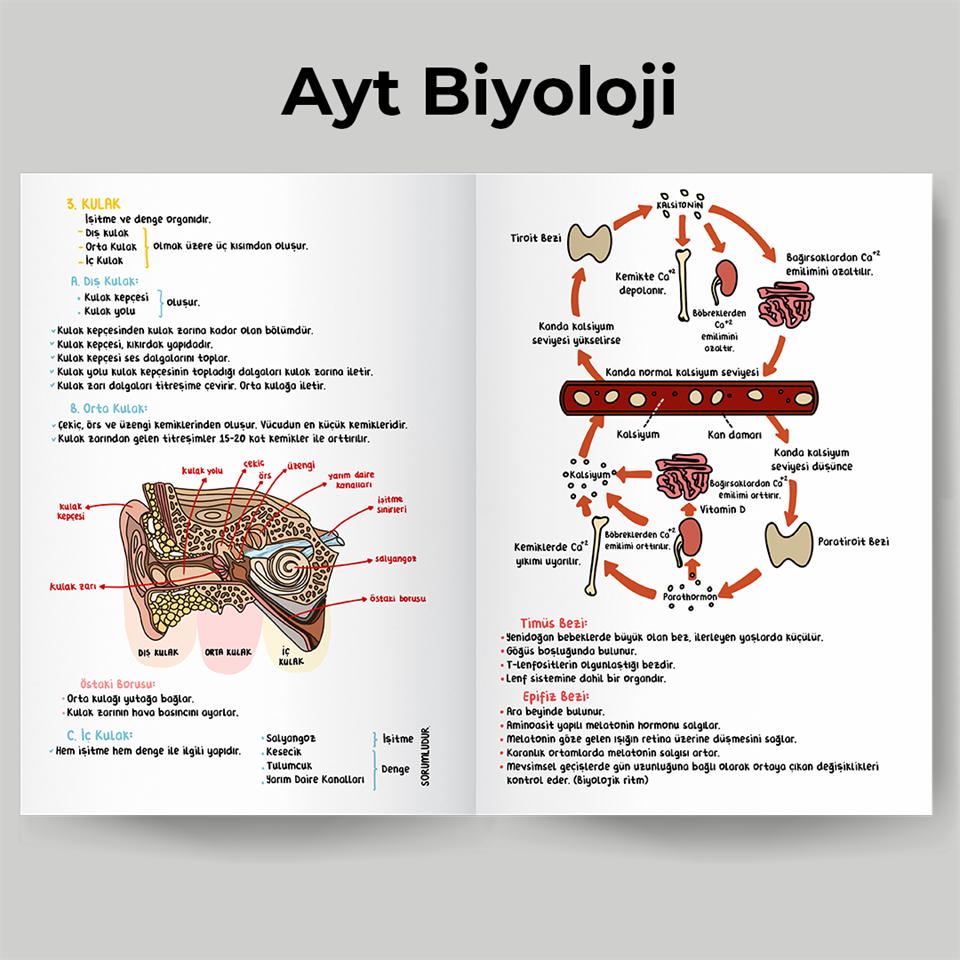 AYT Biyoloji örnek sayfa
