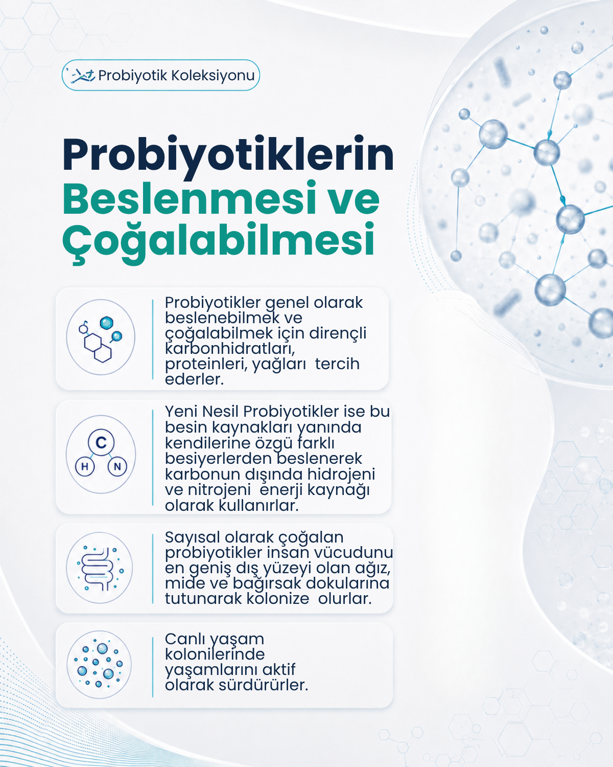 Lactobacillus acidophilus ( 40 Kapsül )