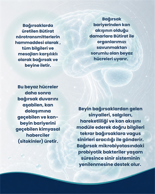 Bağırsak Beyin Bariyeri ve Sinir Sistemi Sağlığı Probiyotik Seti