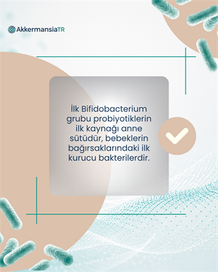BifidobacteriumBoost 60 Kapsül