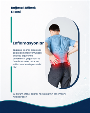 Böbrek Sağlığı Probiyotik Seti