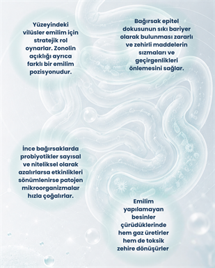 İnce Bağırsak Probiyotik Seti