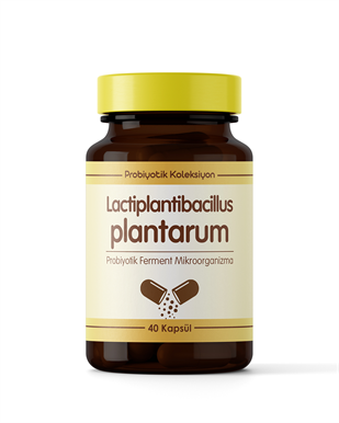 Lactiplantibacillus plantarum ( 30 Saşe )