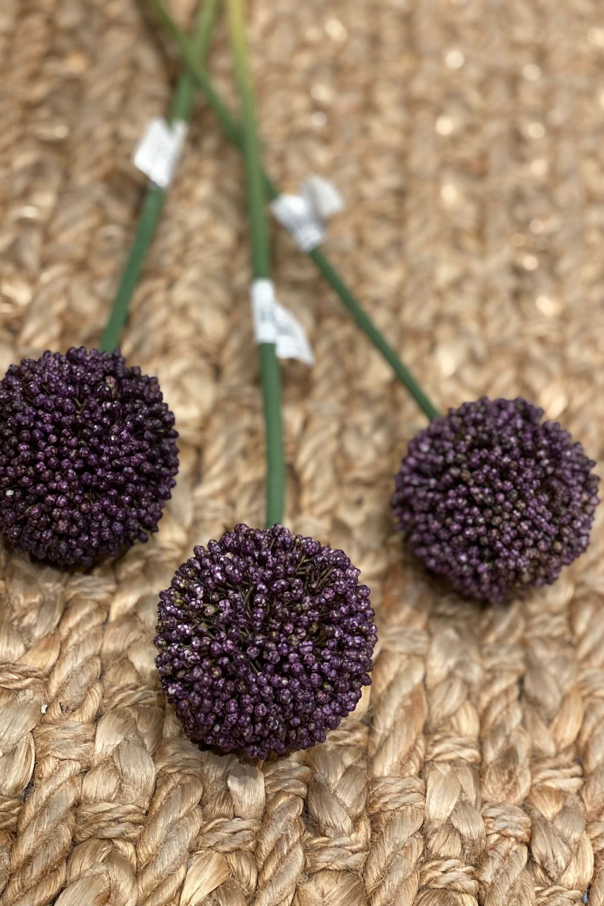 Soğan Çiçeği 50 cm