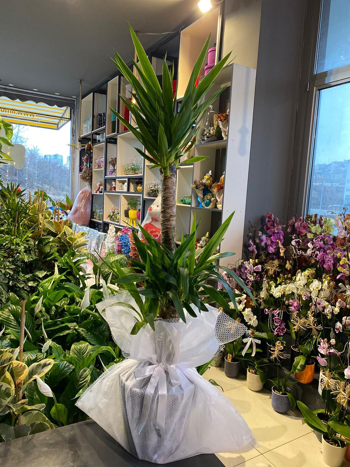 3'Lü Yucca Çiçeği 160 Cm