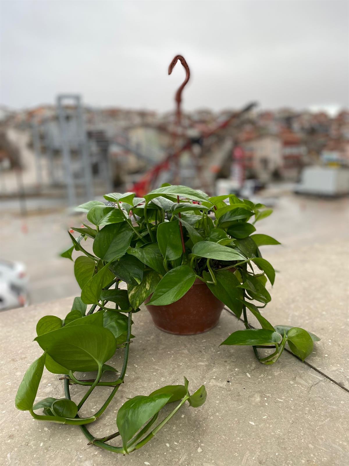 Askılı Patos Sarmaşığı