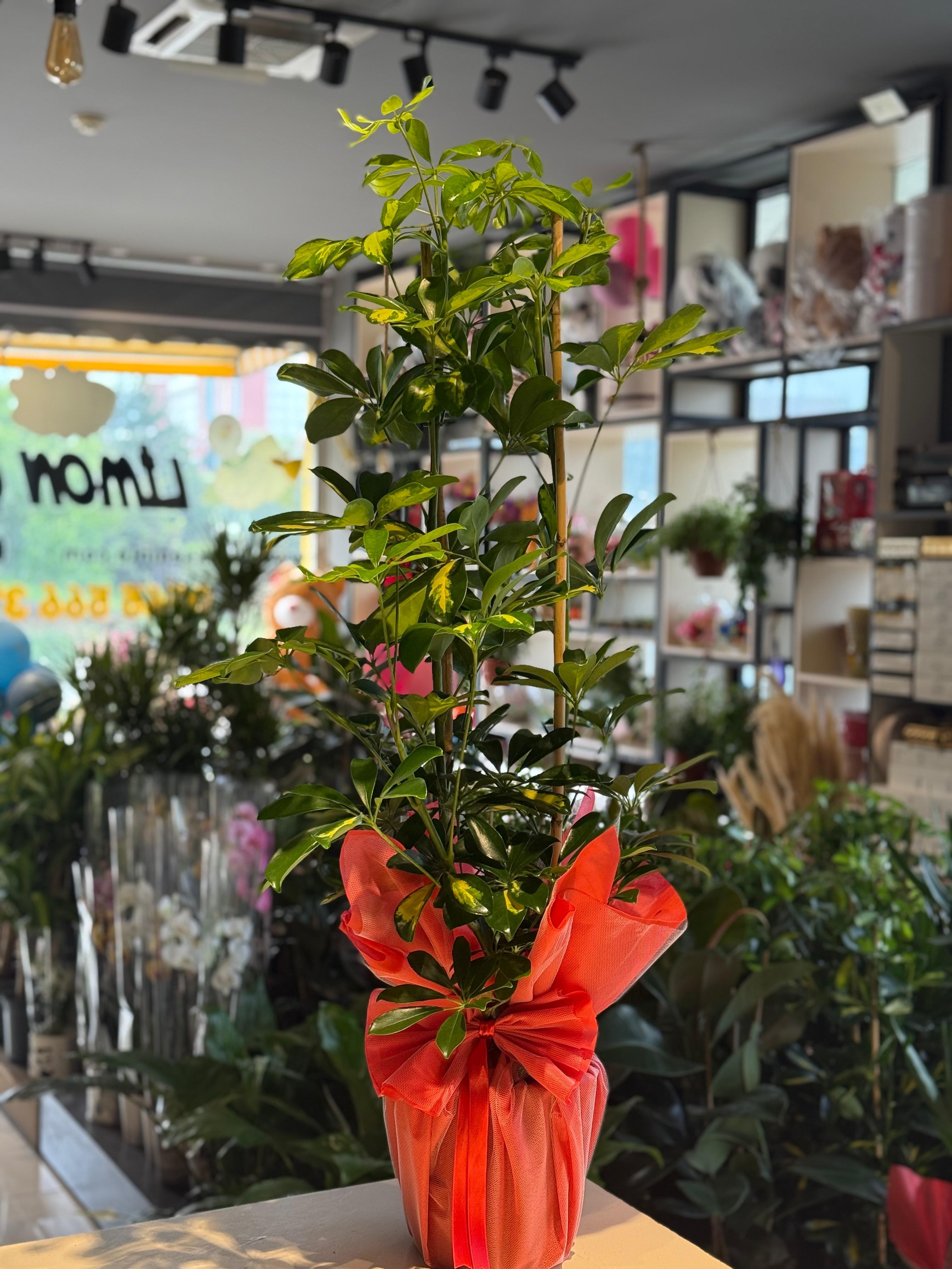 İkili Şeflera 120 Cm.Fark Yaratan Çiçeklerkastamonu çiçek, kastamonu çiçekçi, kastamonu çiçek gönder, kastamonu aynı gün çiçek, kastamonu online çiçek, kastamonu araba süsleme, kastamonu çikolata çiçek, kastamonu çiçekçi nerede, kastamonu çiçek sipariş, kŞeflera Çiçeği 