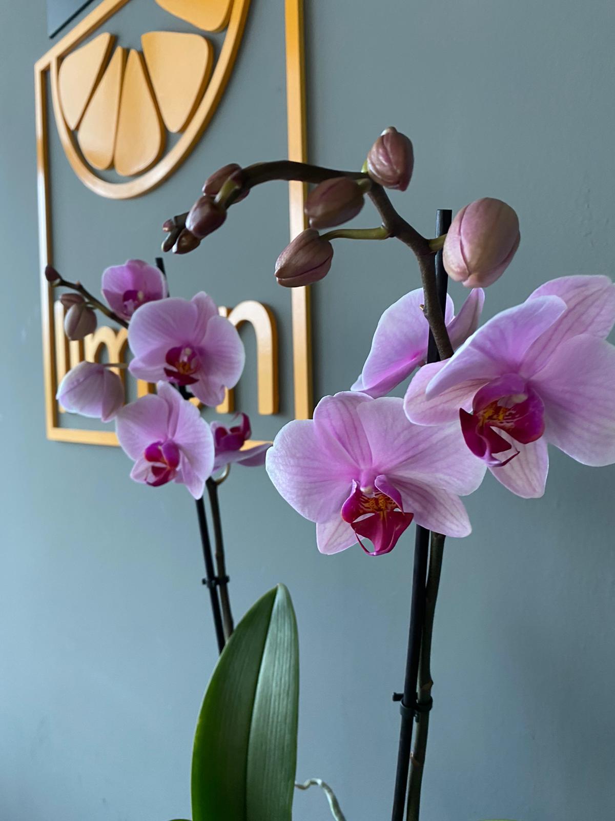 İthal Çift Dallı Açık Pembe Orkide