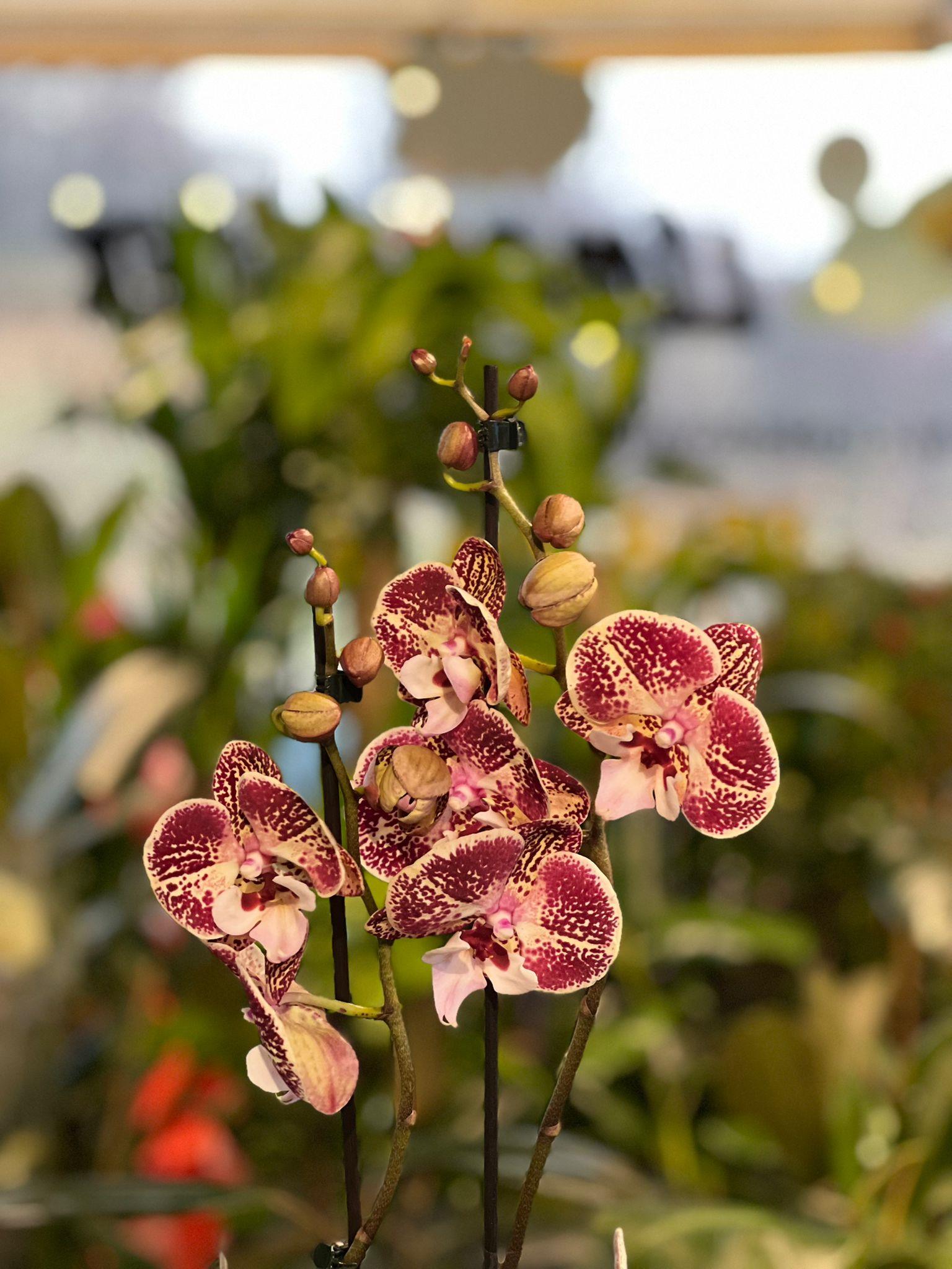 İthal Çift Dallı Mor Desenli Orkide