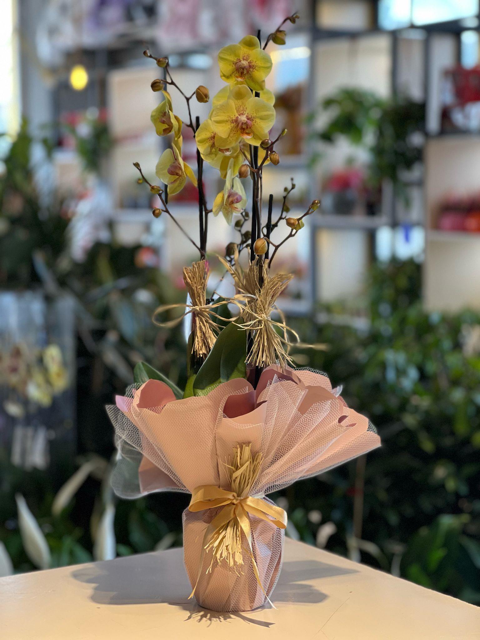 İthal Çift Dallı Sarı Orkide